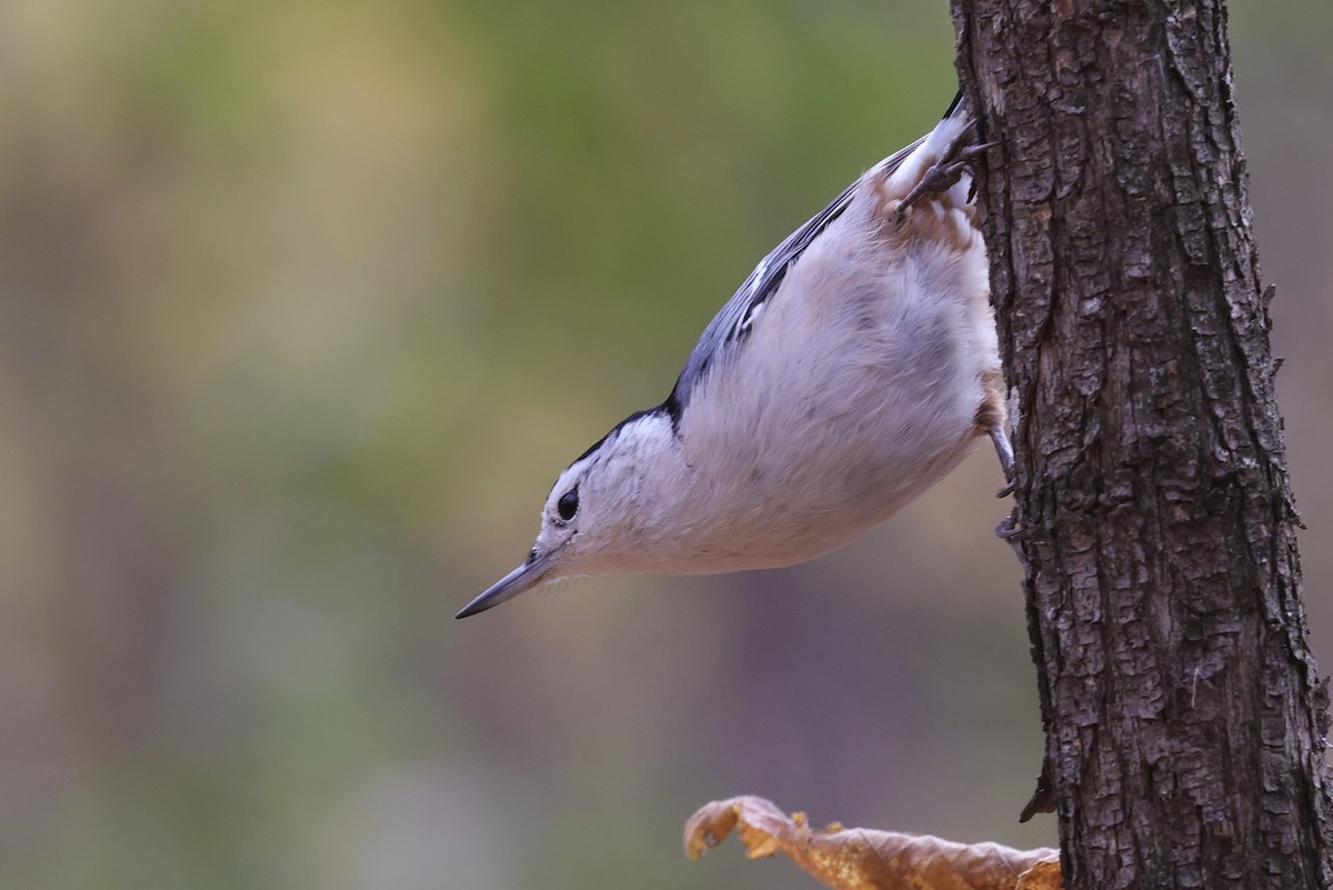 White-breasted Nuthatch - ML497093201