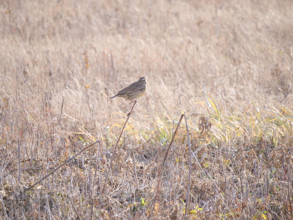 Western Meadowlark - Britt Dalbec