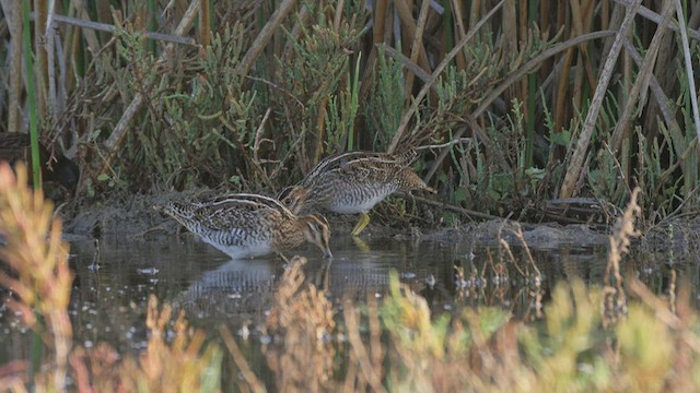 Wilson's Snipe - ML497095381