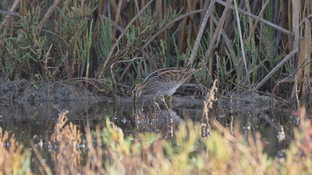 Wilson's Snipe - ML497095421