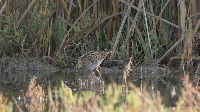 Wilson's Snipe - ML497095441