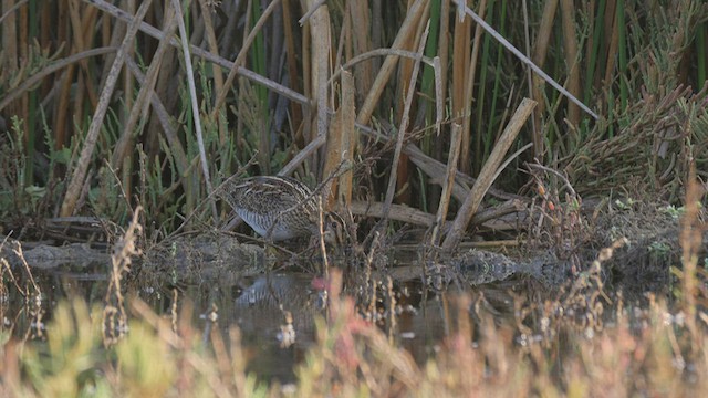 Wilson's Snipe - ML497095451