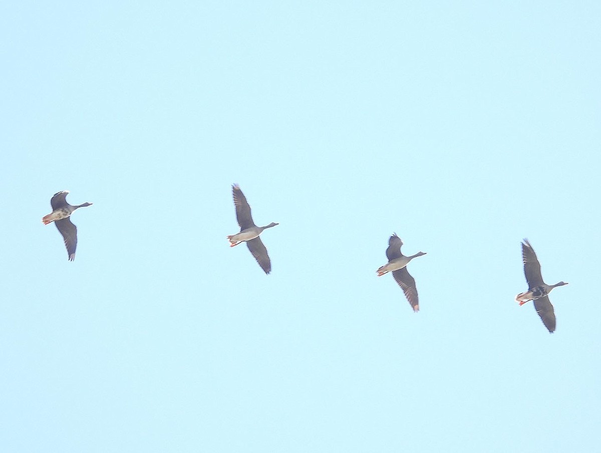 Greater White-fronted Goose - ML497095701