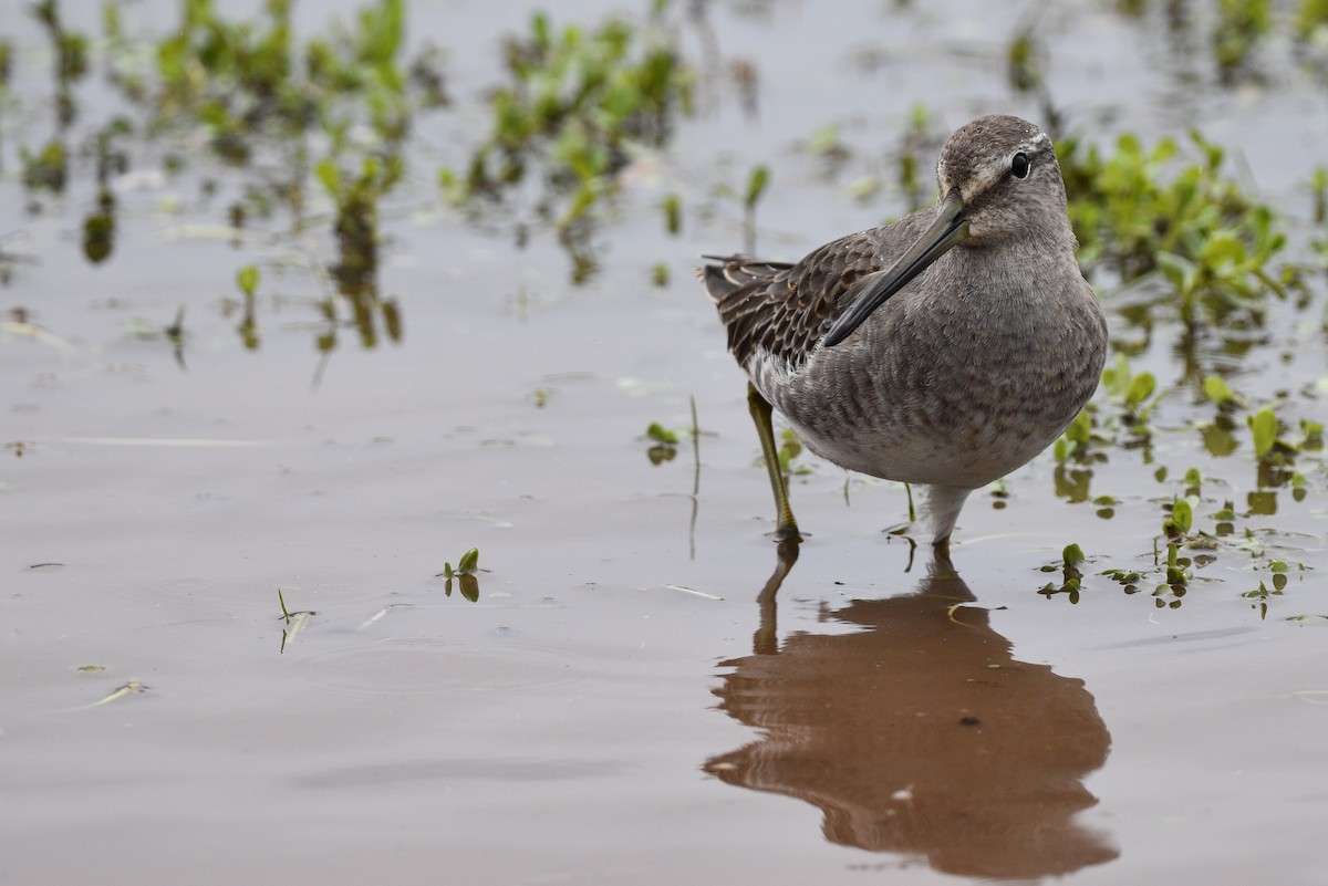 Long-billed Dowitcher - ML497095761