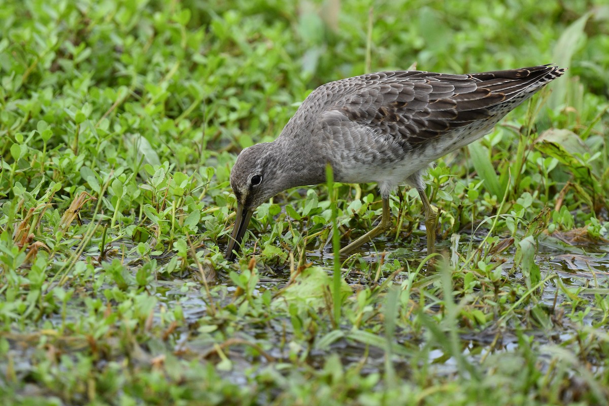 Long-billed Dowitcher - ML497095771