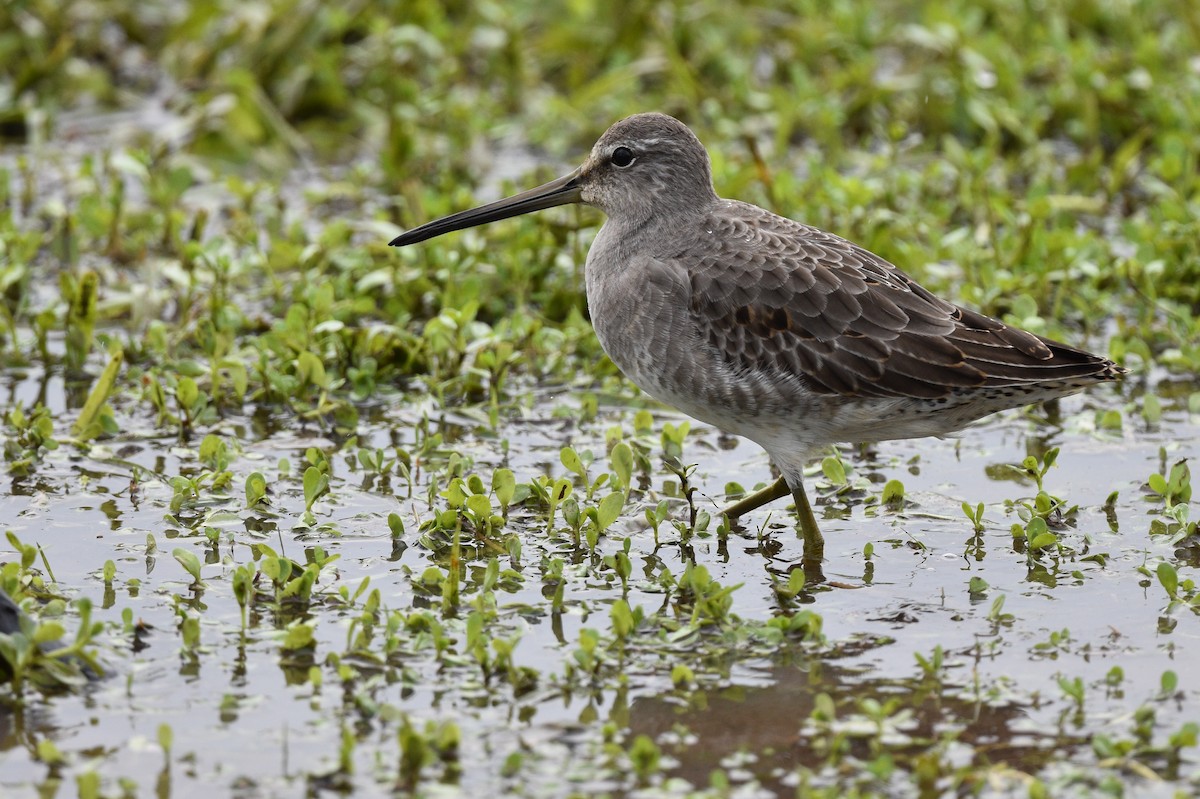 Long-billed Dowitcher - ML497095781