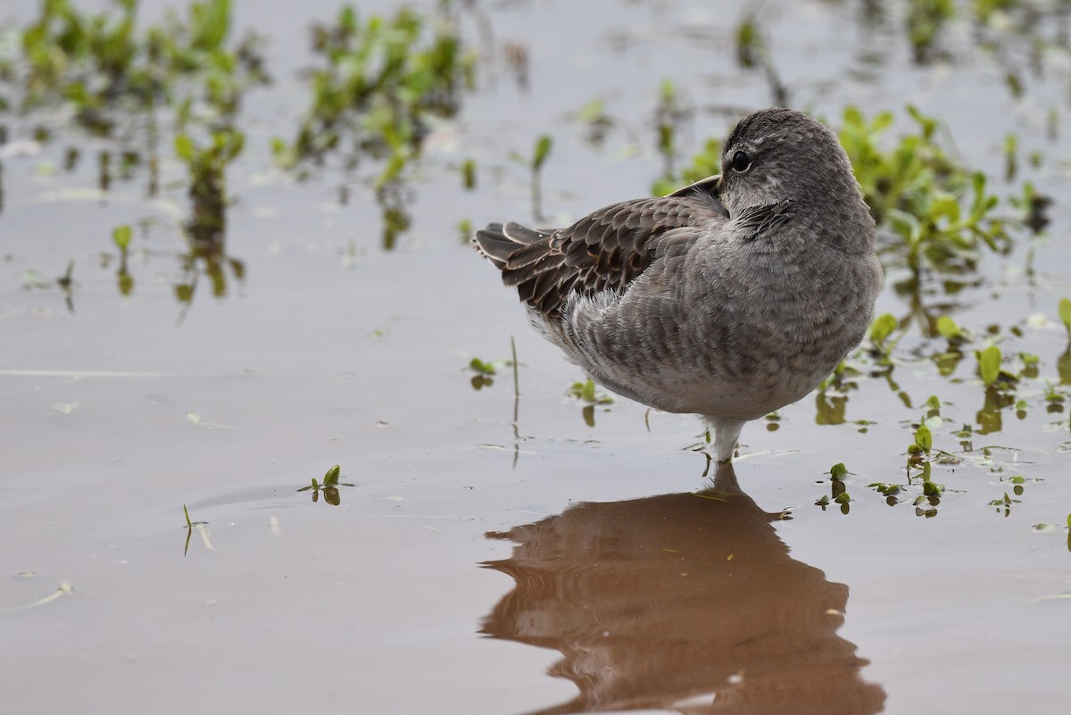 Long-billed Dowitcher - ML497095791