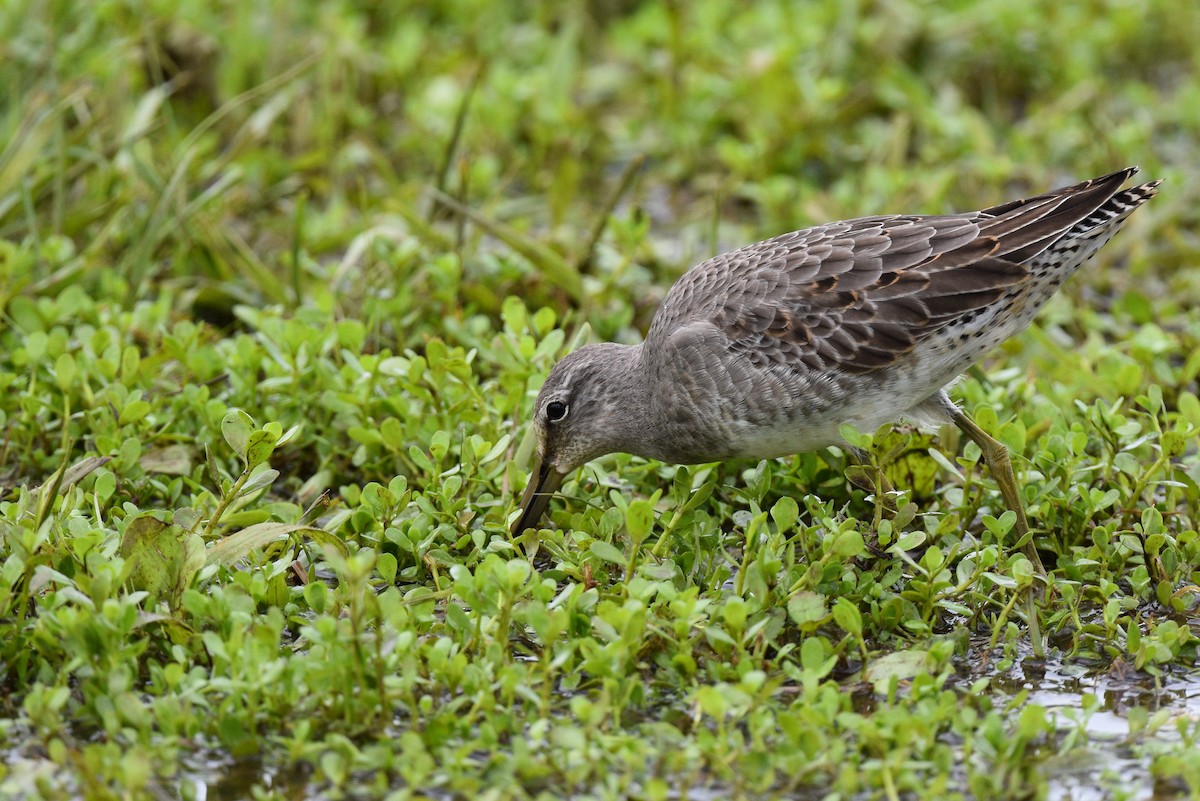 Long-billed Dowitcher - ML497095801