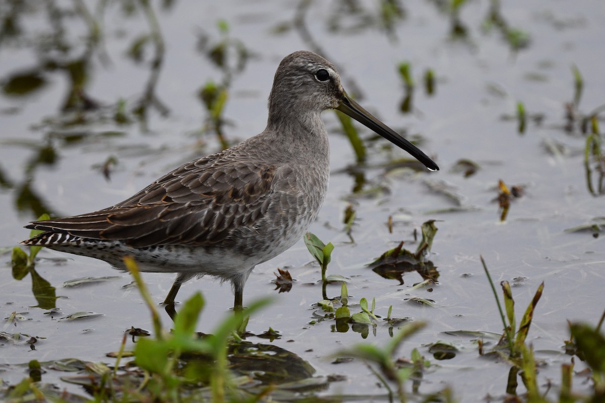Long-billed Dowitcher - ML497095811