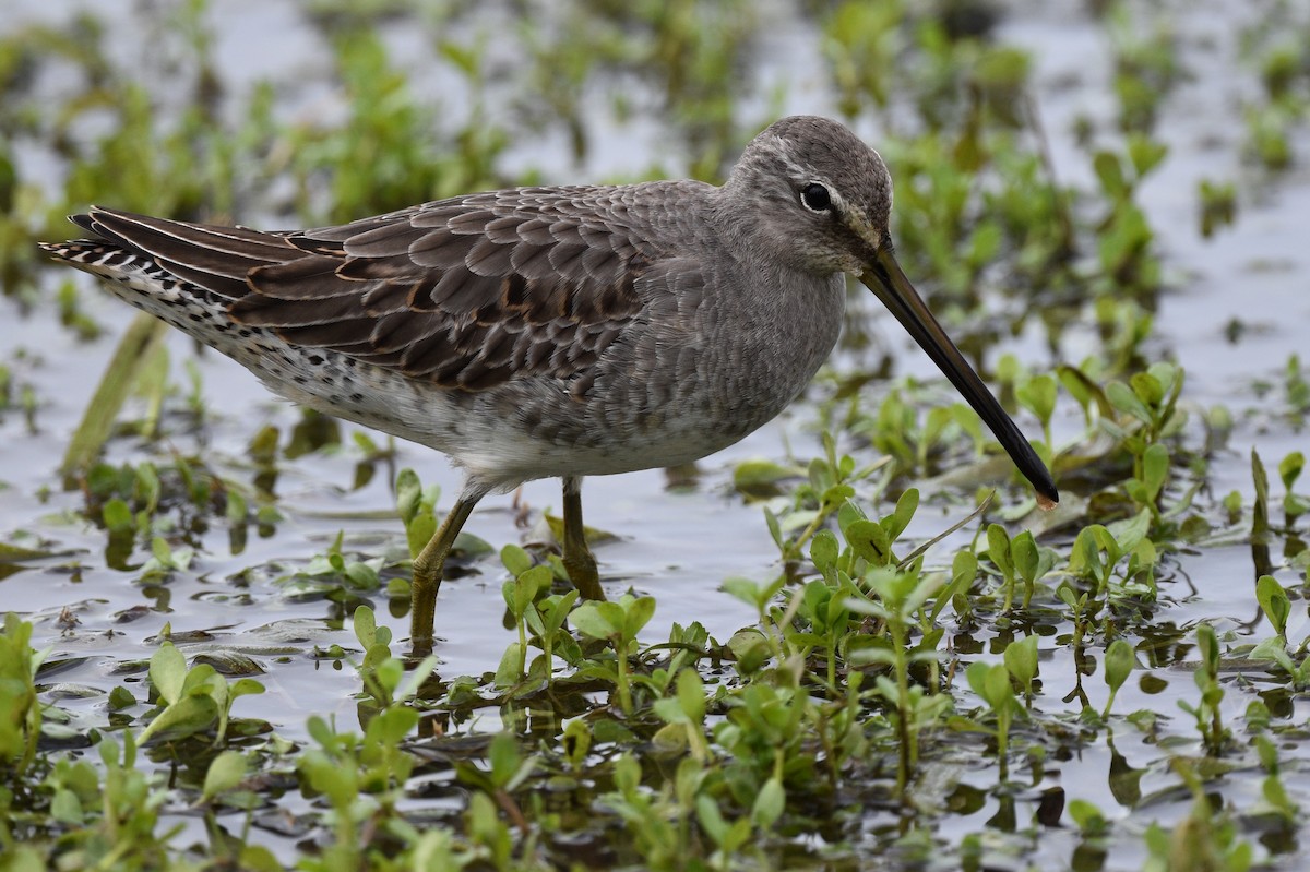 Long-billed Dowitcher - ML497095821
