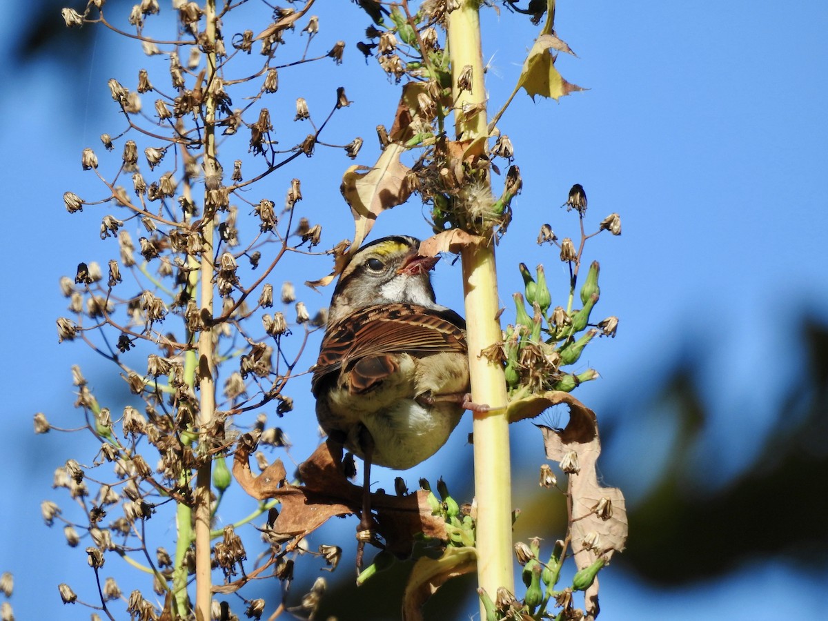 White-throated Sparrow - ML497096661