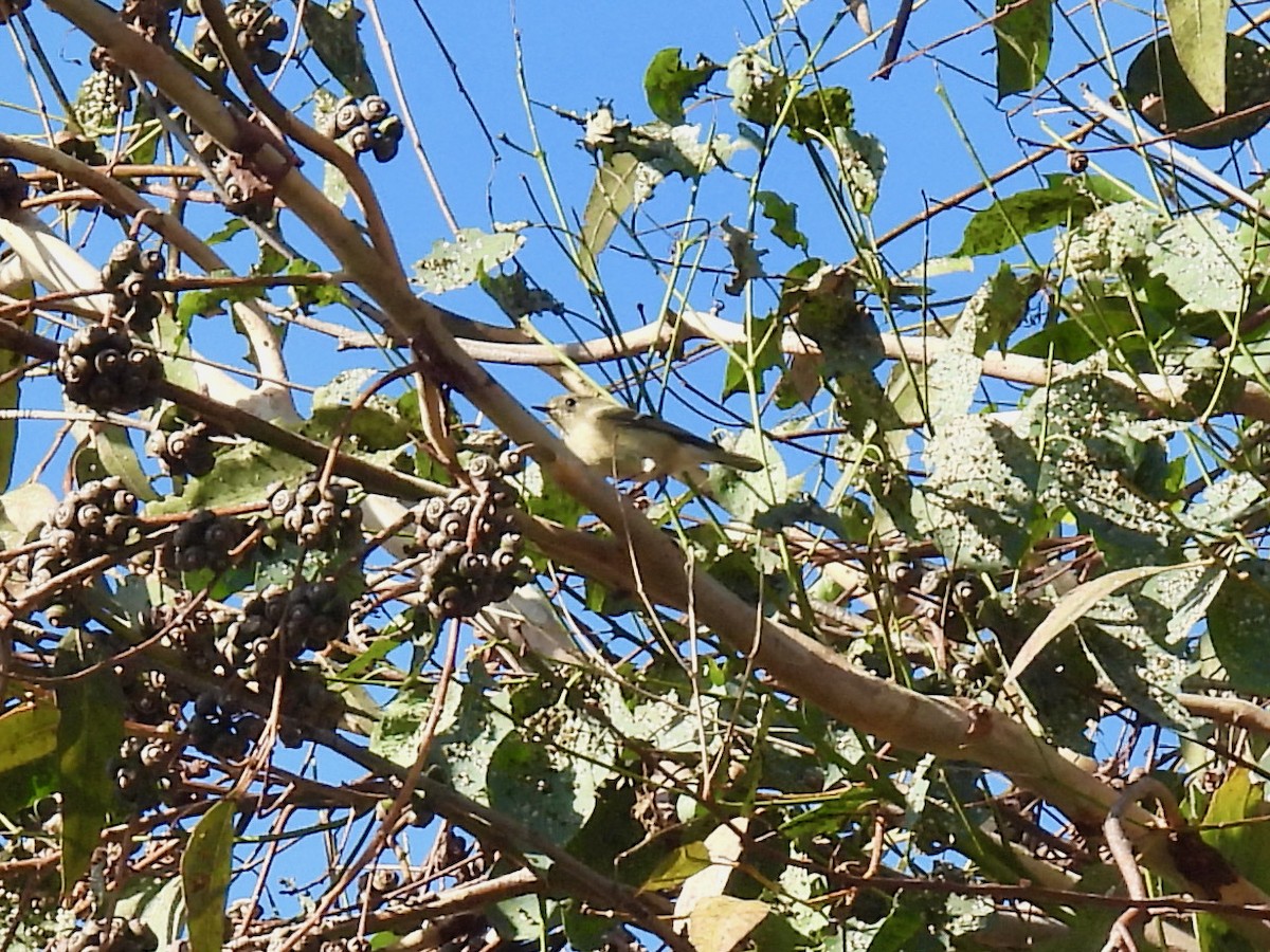 Ruby-crowned Kinglet - Martha Wild