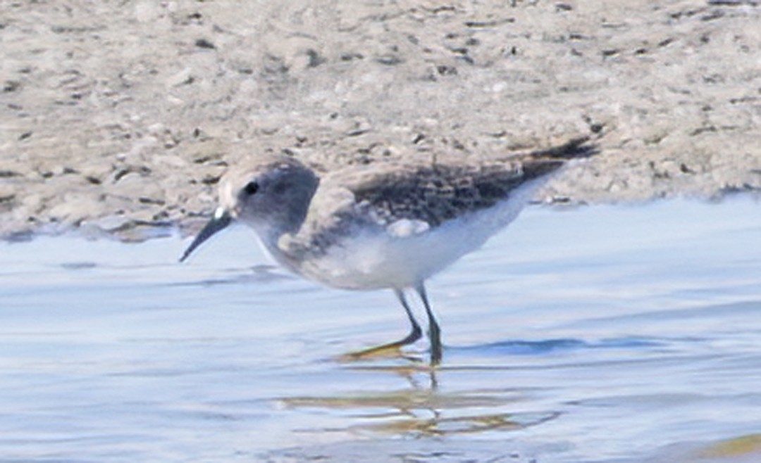 Least Sandpiper - ML497098371