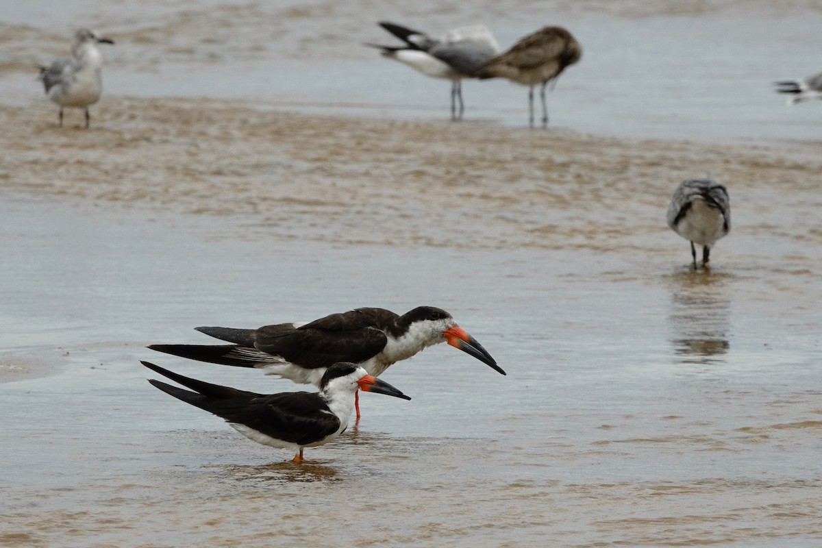 Black Skimmer - ML497098521