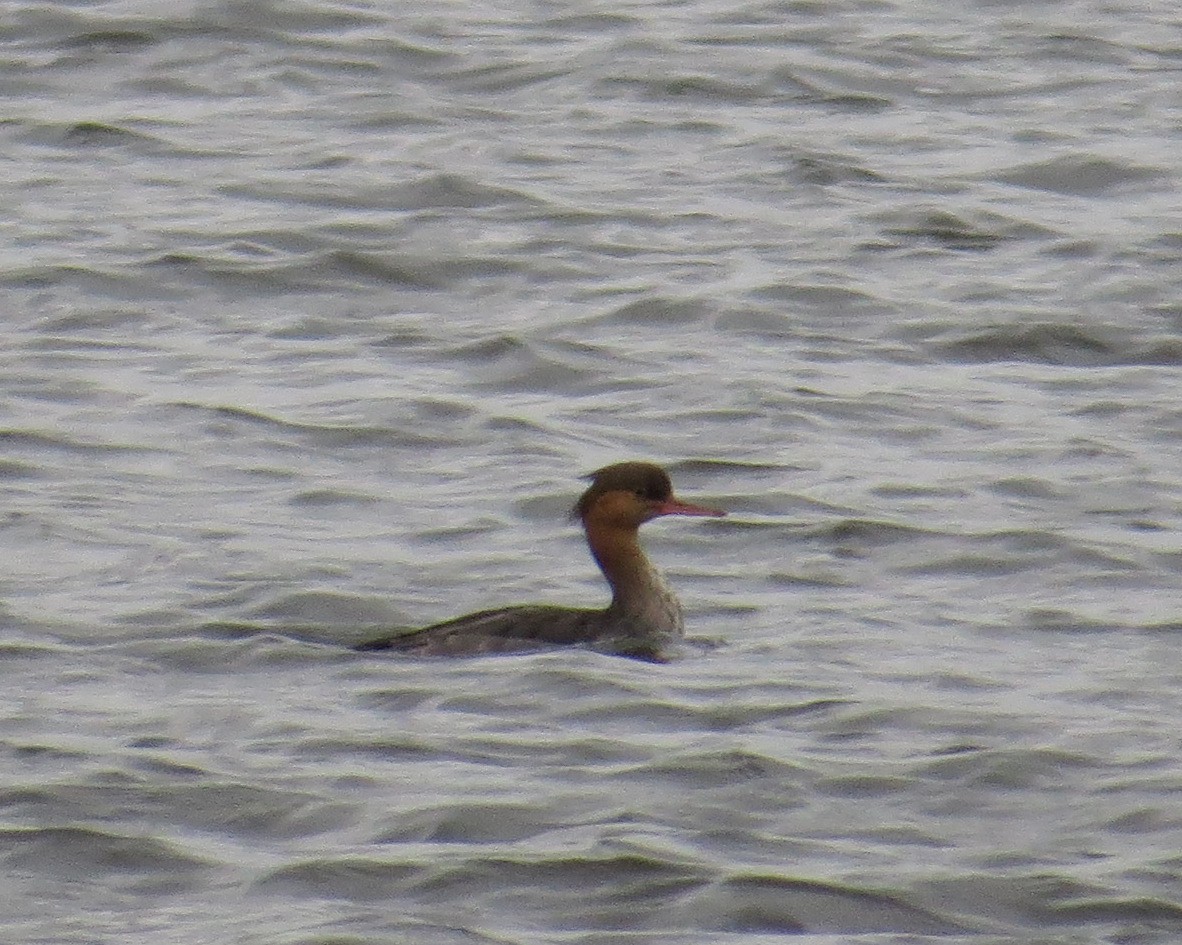 Red-breasted Merganser - Pam Campbell