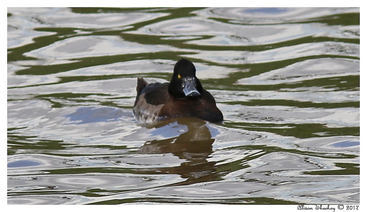 Tufted Duck - Alison Sheehey