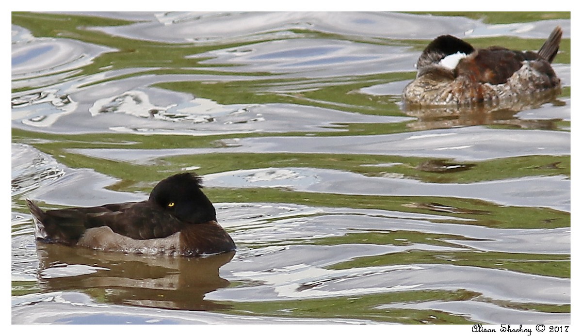 Tufted Duck - Alison Sheehey