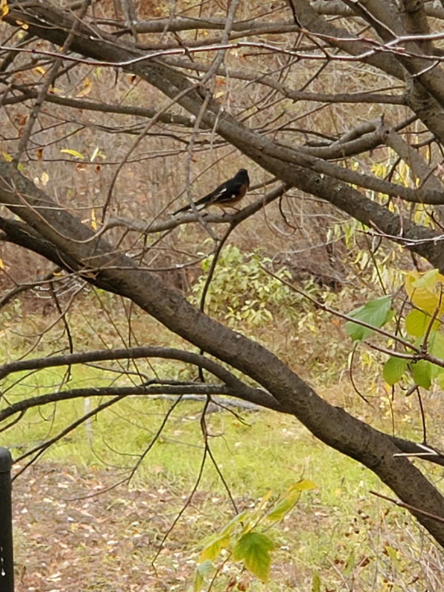 Eastern Towhee - ML497100301