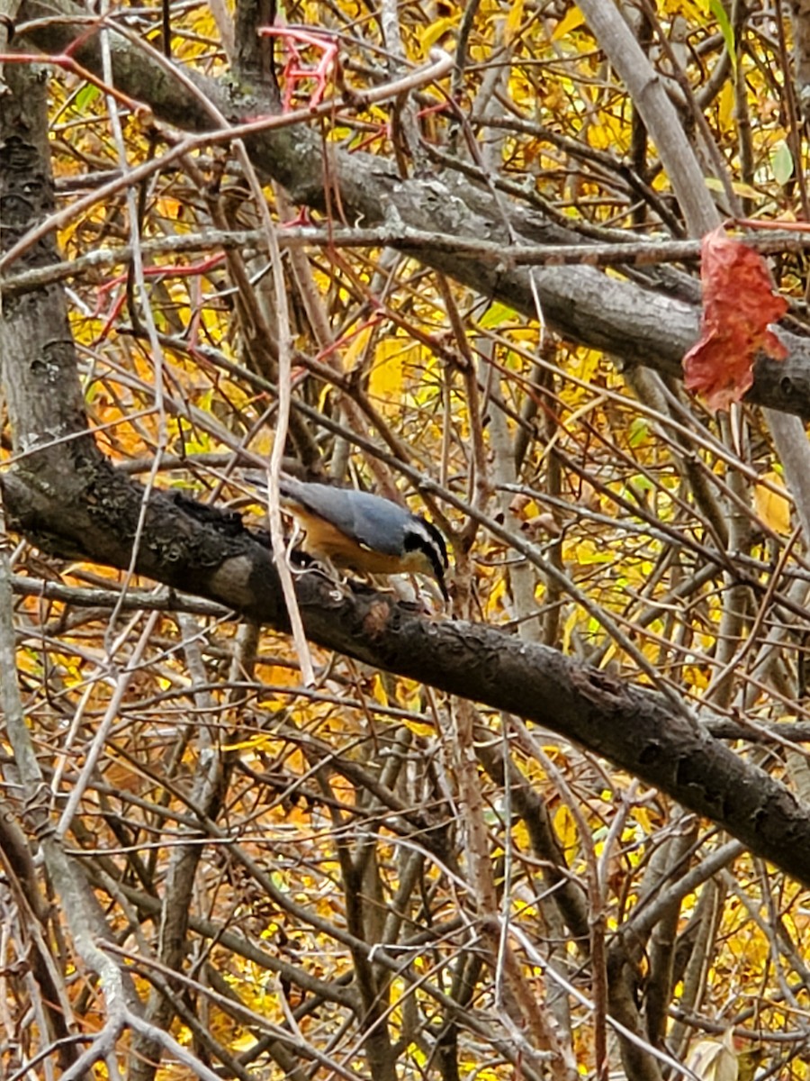 Red-breasted Nuthatch - ML497100341