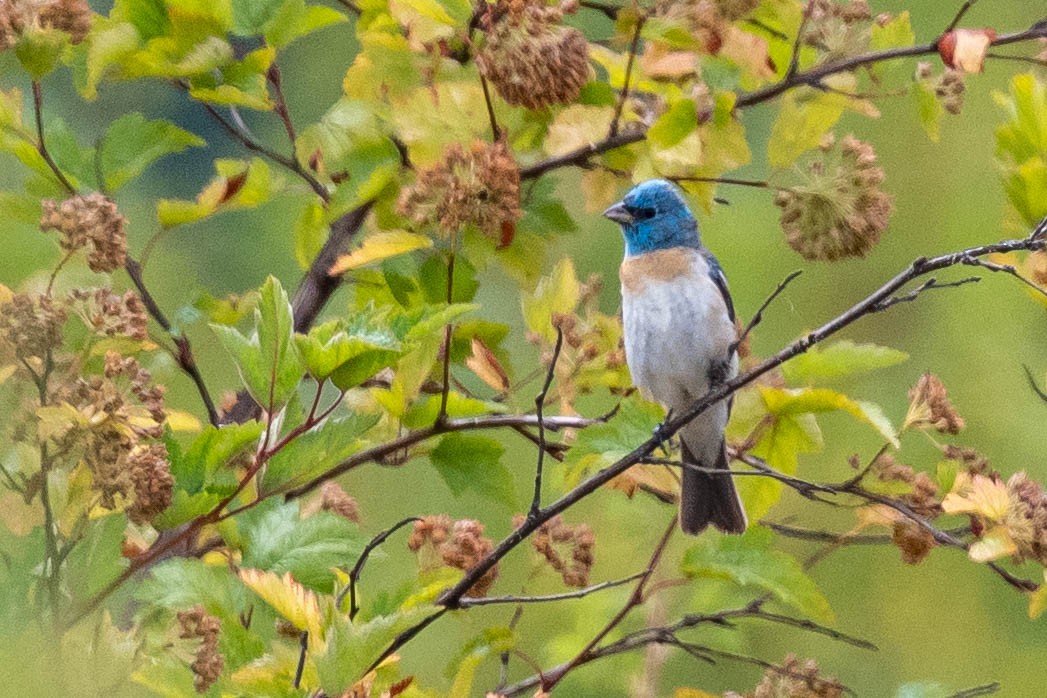 Lazuli Bunting - ML497100381