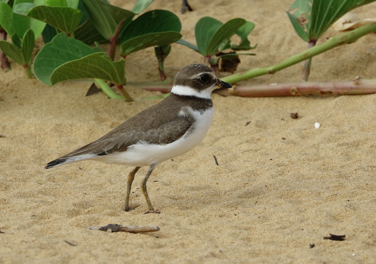 Semipalmated Plover - ML497101521