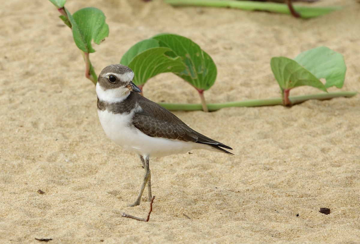 Semipalmated Plover - ML497101531