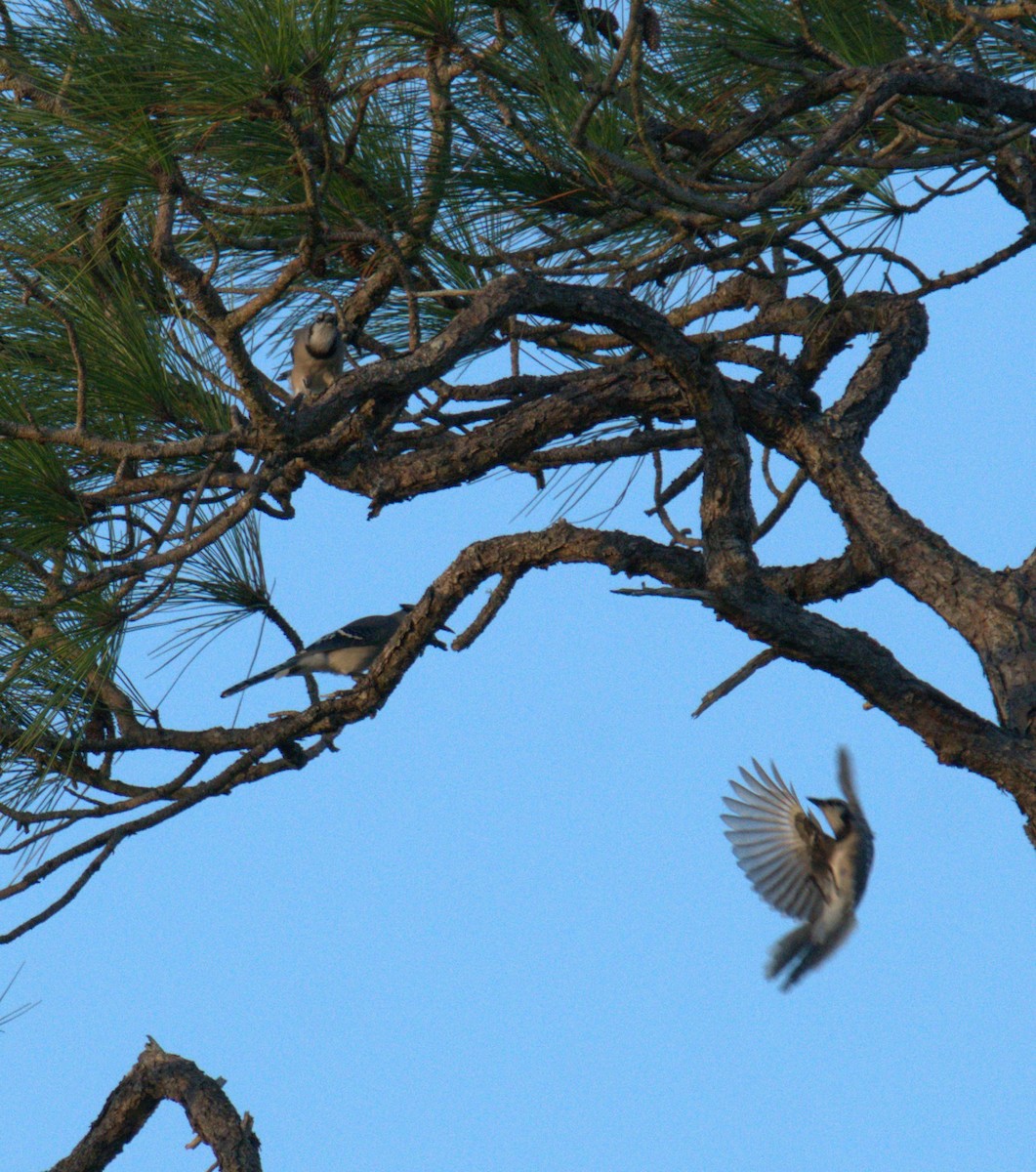 Blue Jay - ML497101551