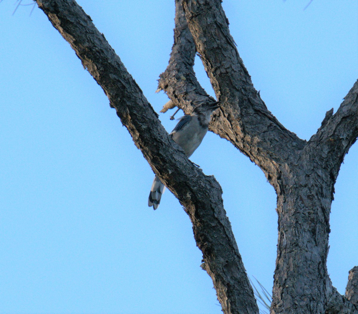 Blue Jay - ML497101561