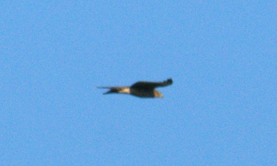 Broad-winged Hawk - Cindy & Gene Cunningham