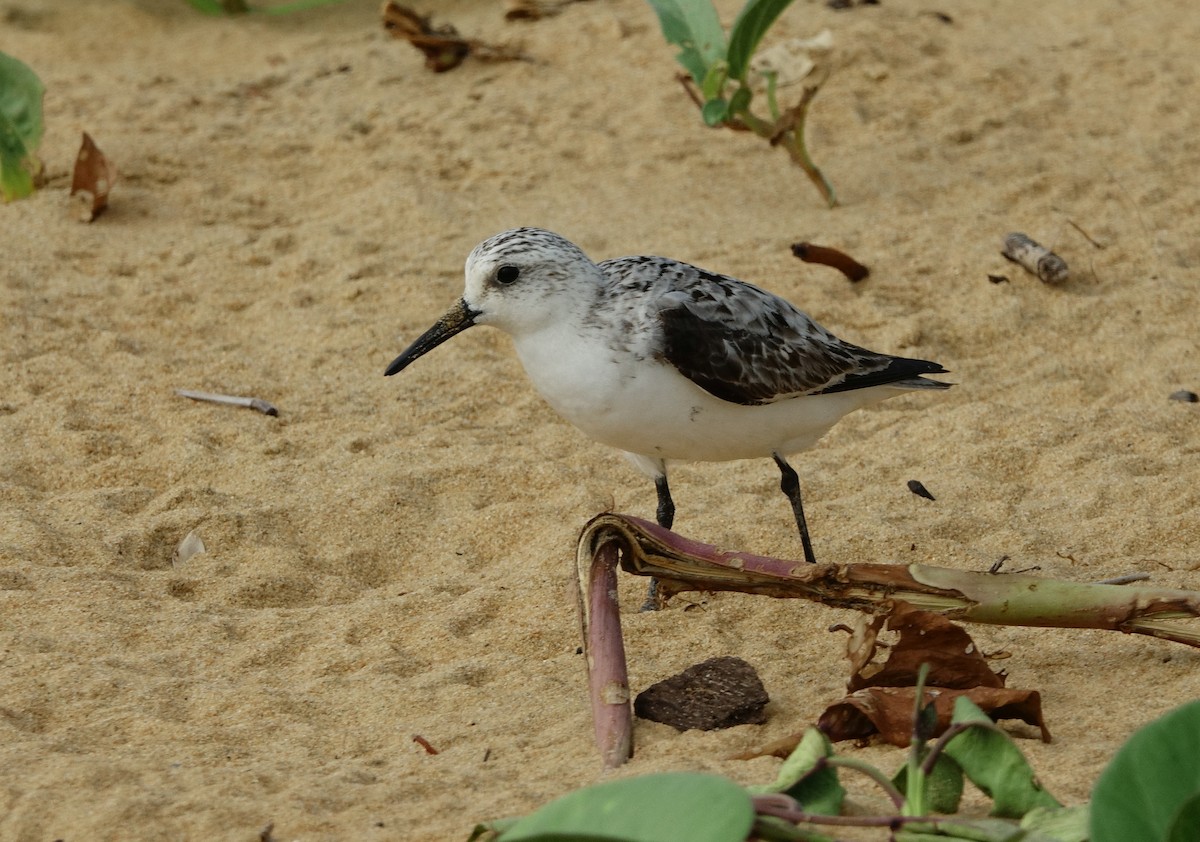 Sanderling - ML497101621