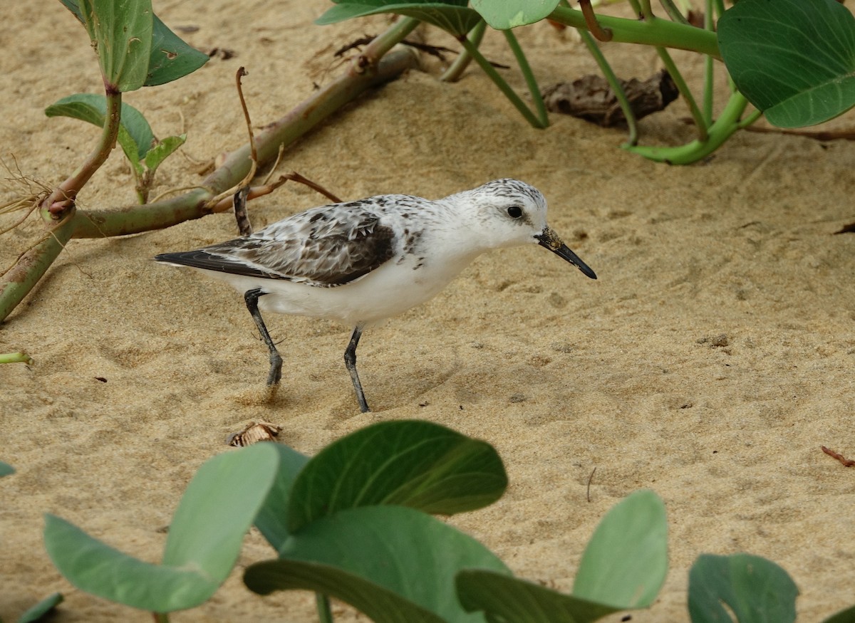 Sanderling - ML497101631