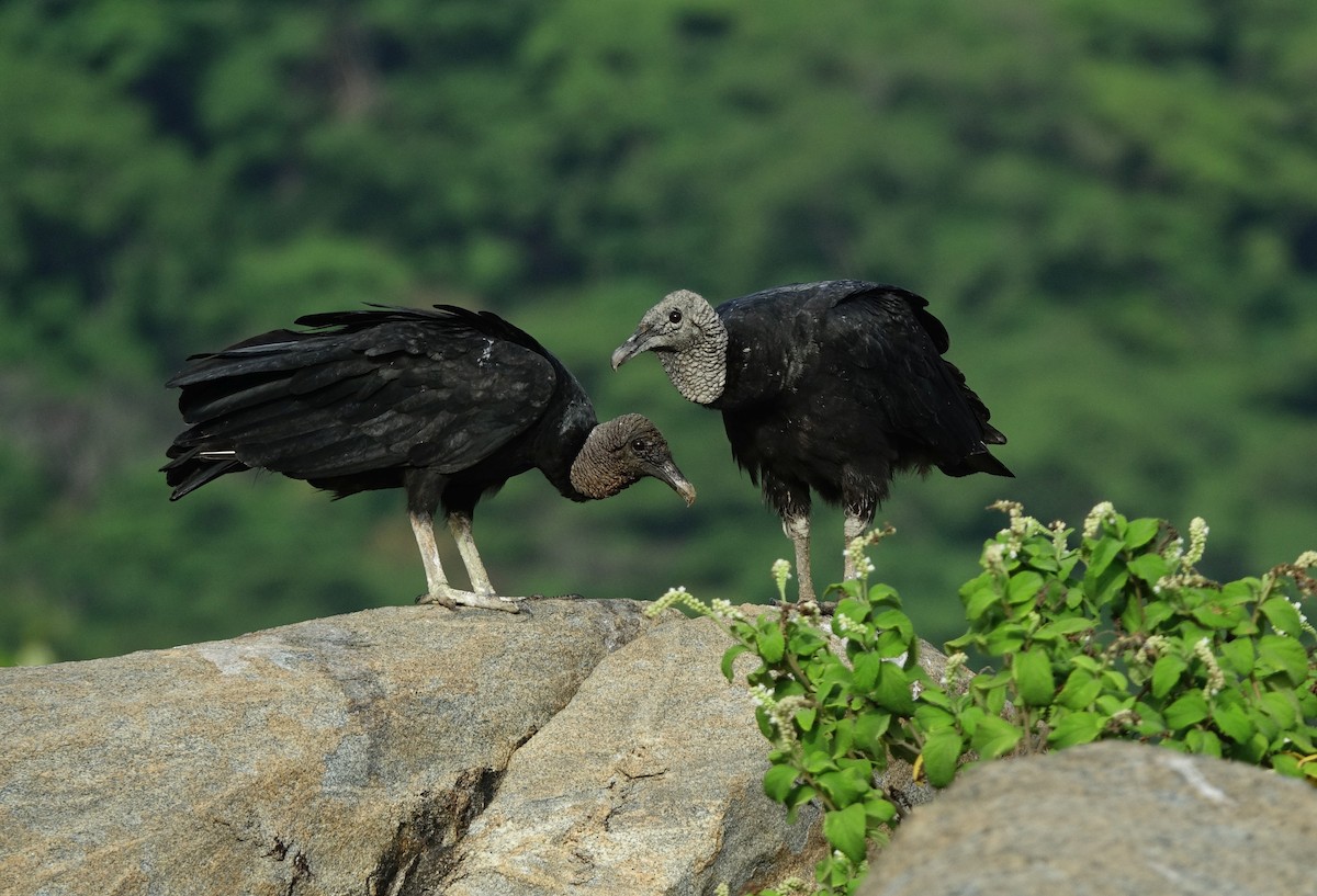 Black Vulture - ML497101761