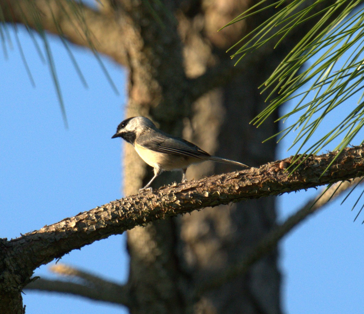 Mésange de Caroline - ML497101851