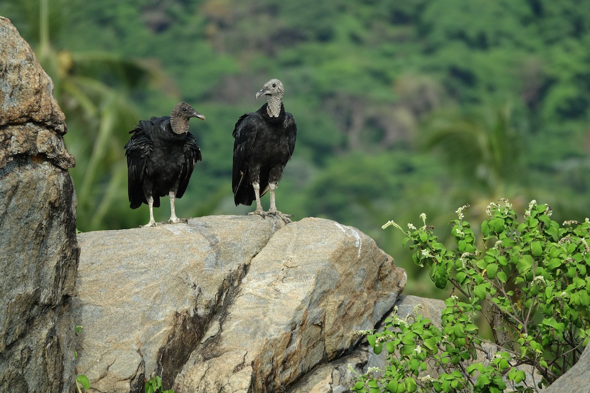 Black Vulture - ML497102031