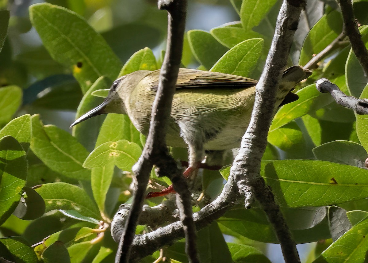 Red-legged Honeycreeper - ML497102631