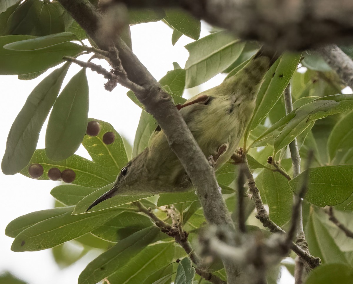 Red-legged Honeycreeper - ML497102641