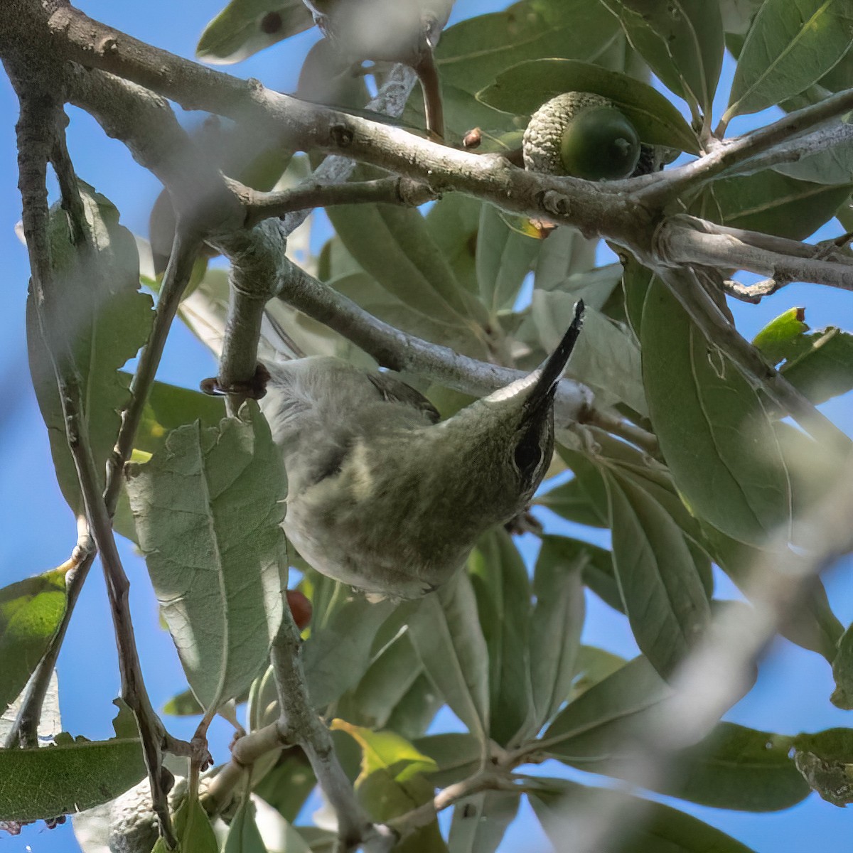 Red-legged Honeycreeper - ML497102651