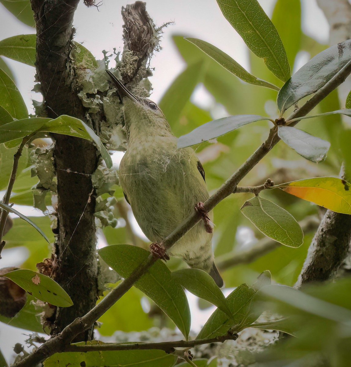 Red-legged Honeycreeper - ML497102661