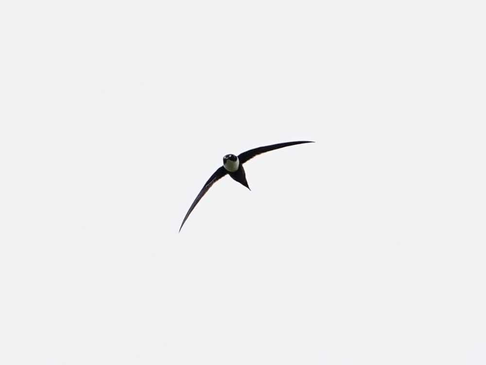 Lesser Swallow-tailed Swift - Carlos Ulate