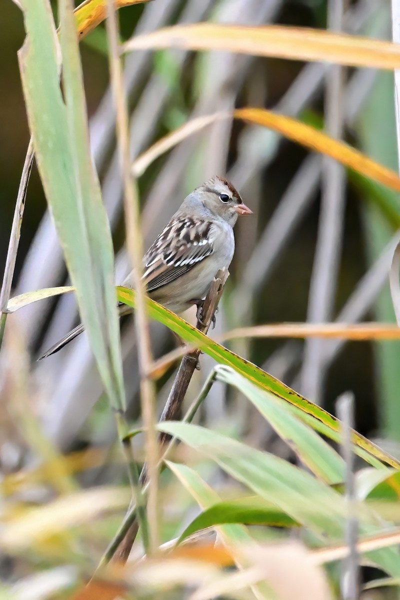 White-crowned Sparrow - ML497103011