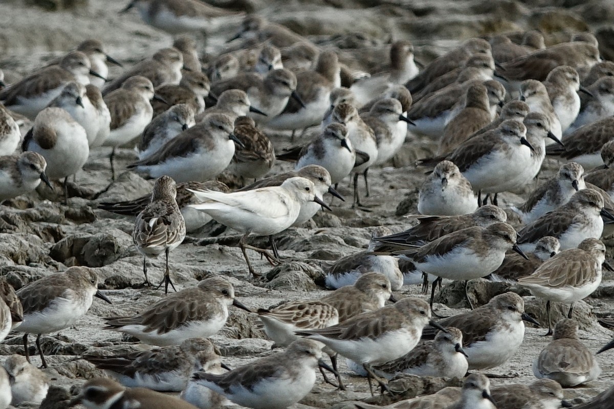 Semipalmated Sandpiper - ML497103481