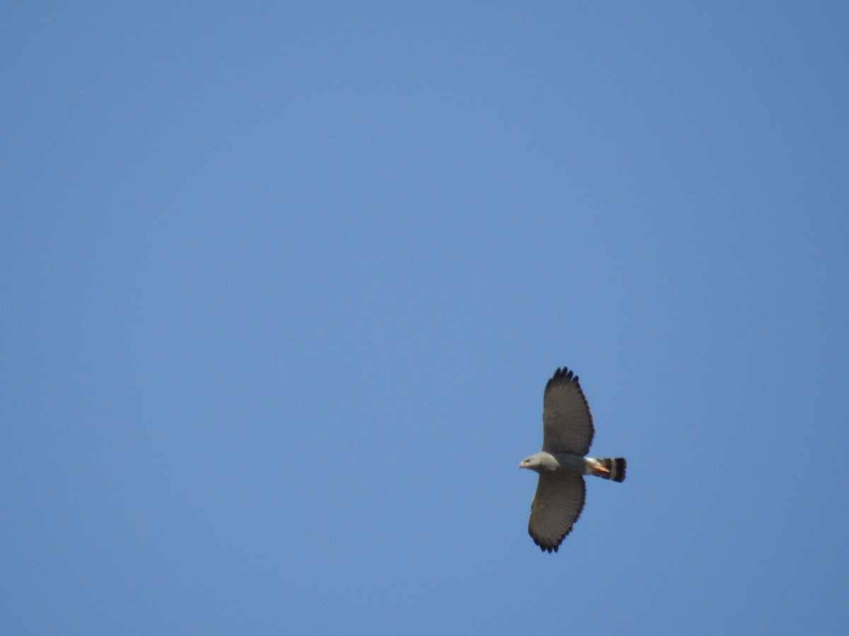 Cooper's Hawk - ML497103531