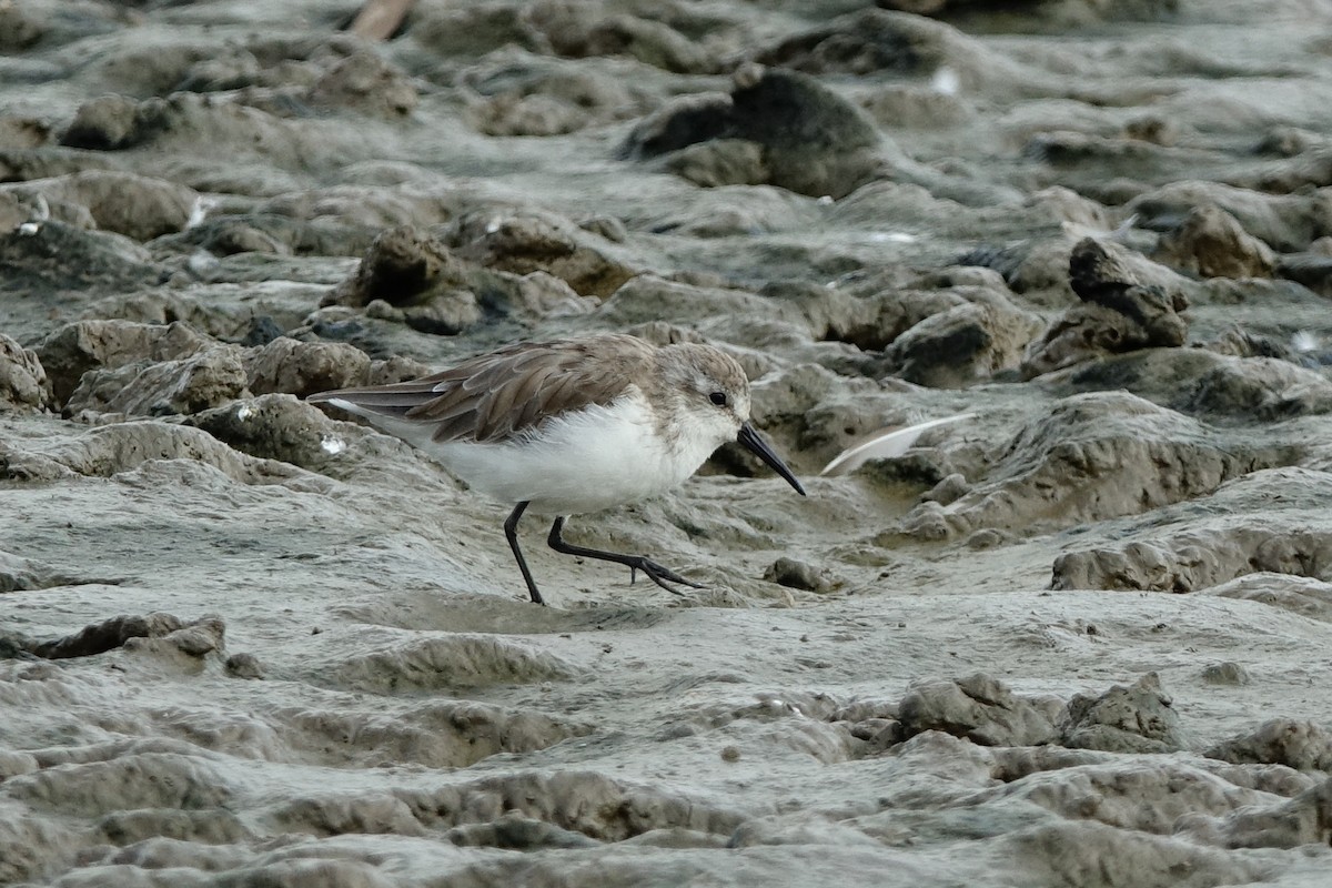 Western Sandpiper - ML497103721