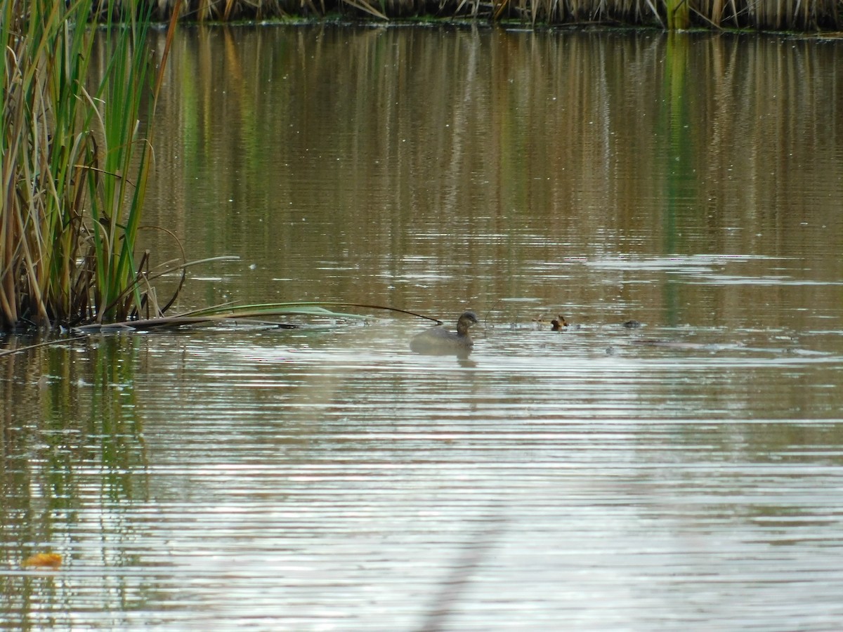 Pied-billed Grebe - Brian Johnstone