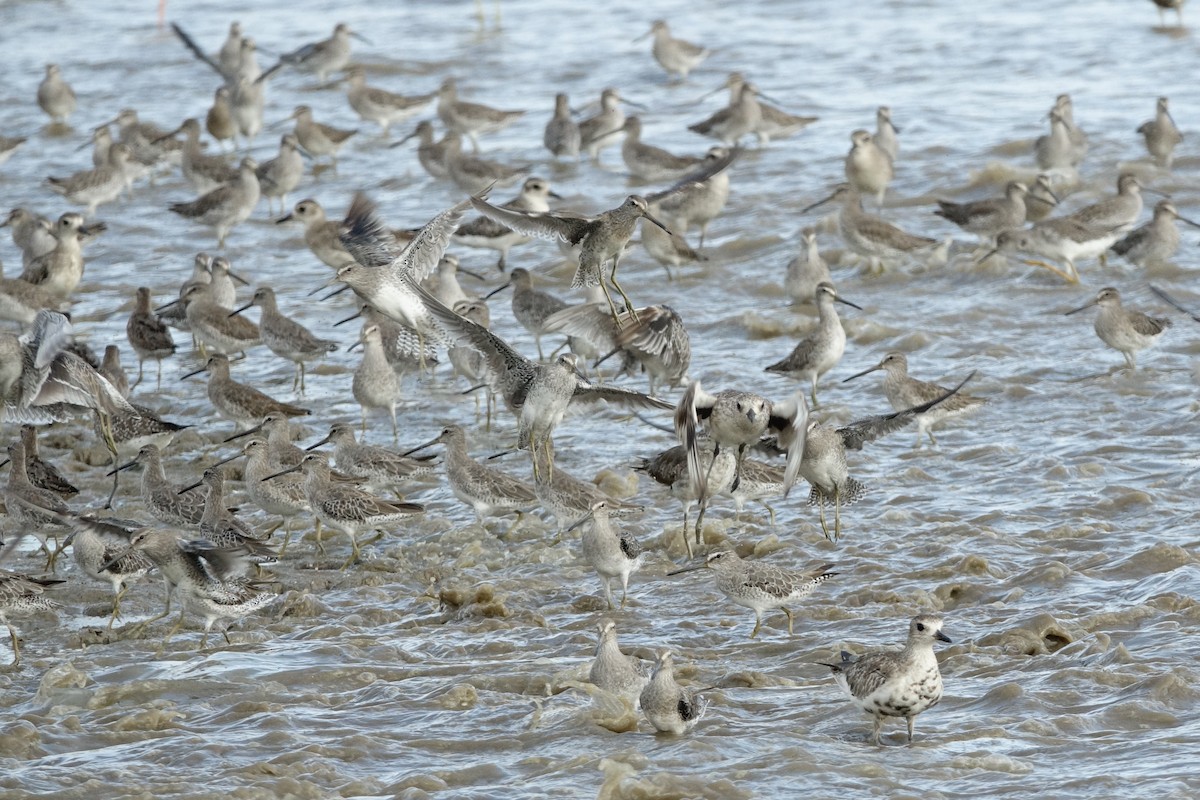 Short-billed Dowitcher - ML497104331