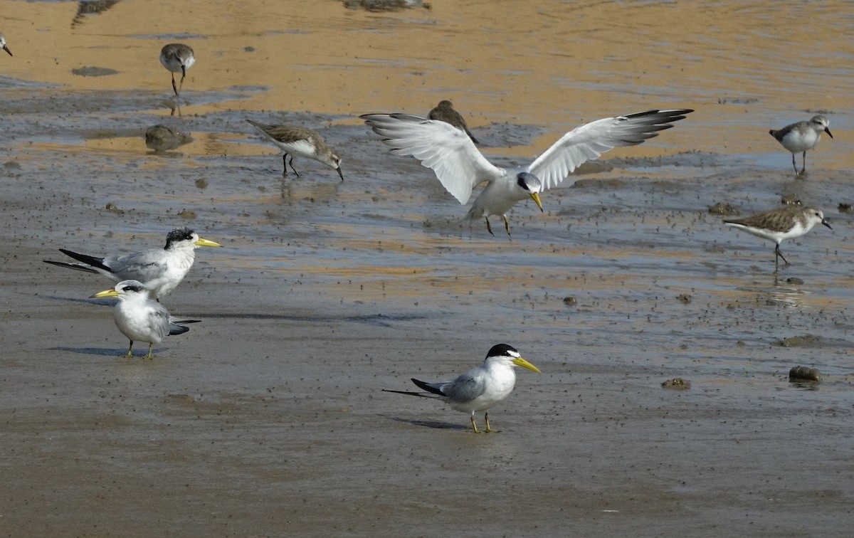 Yellow-billed Tern - ML497104451