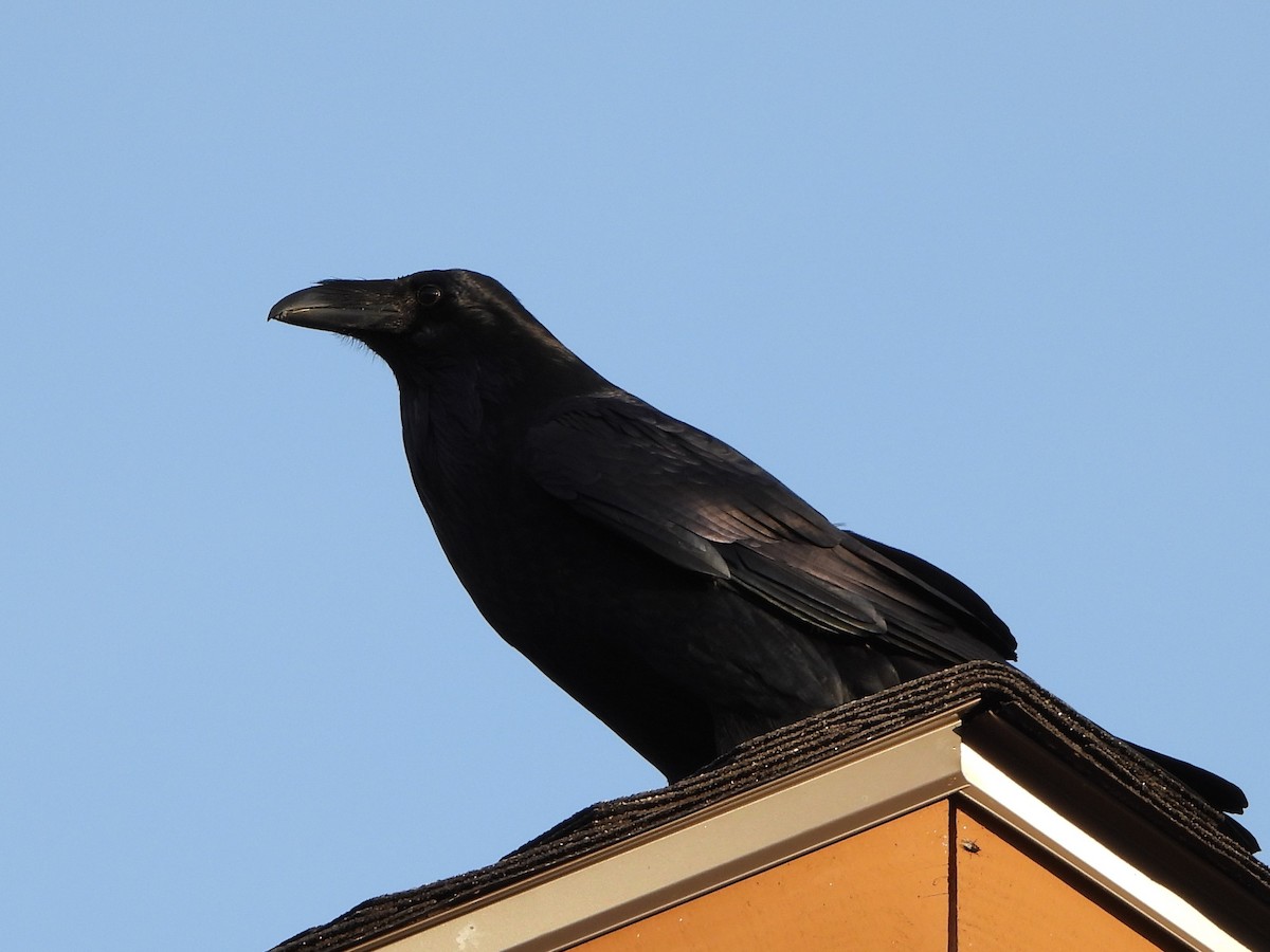 Common Raven - ML497105141