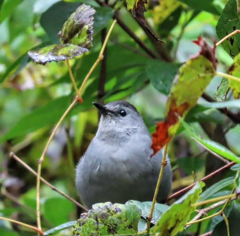 Gray Catbird - ML497107501