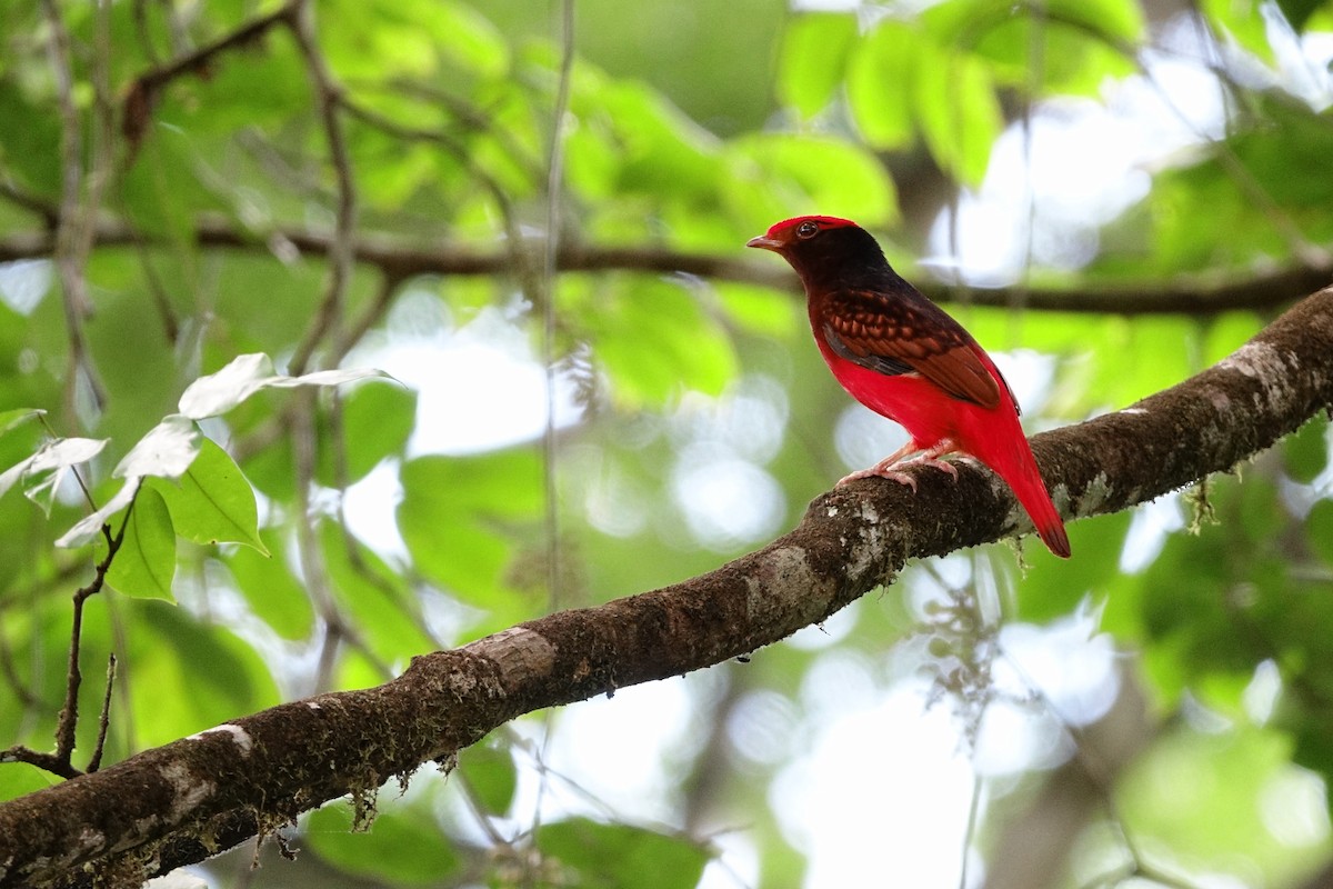 Guianan Red-Cotinga - Vincent Rufray