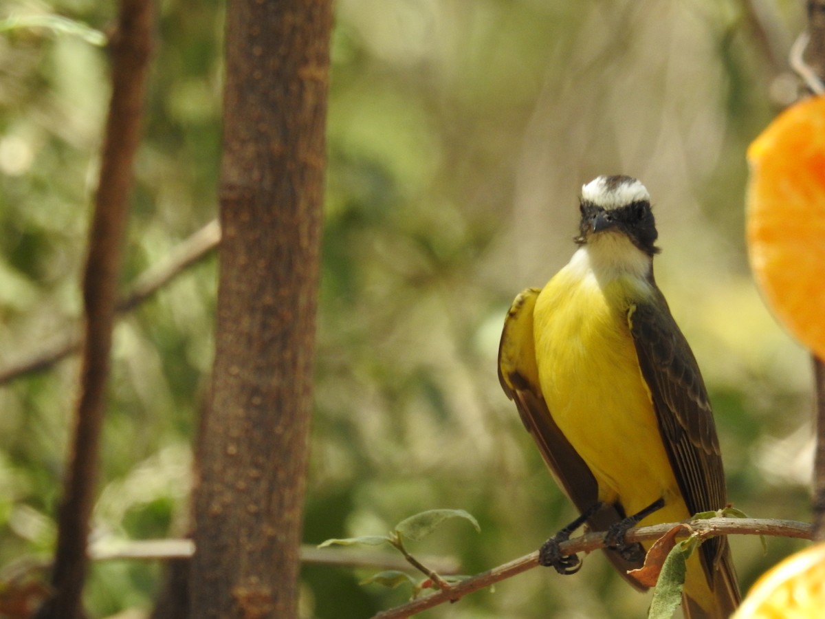 Social Flycatcher - Becky Boley